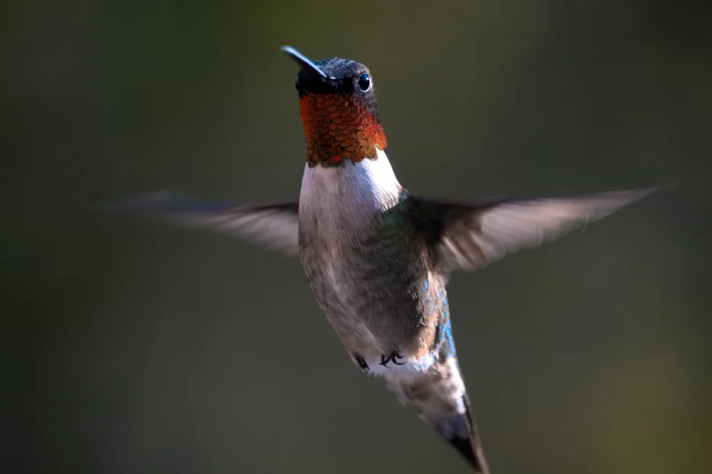 Ruby Throated Humming Bird Barry Jerald